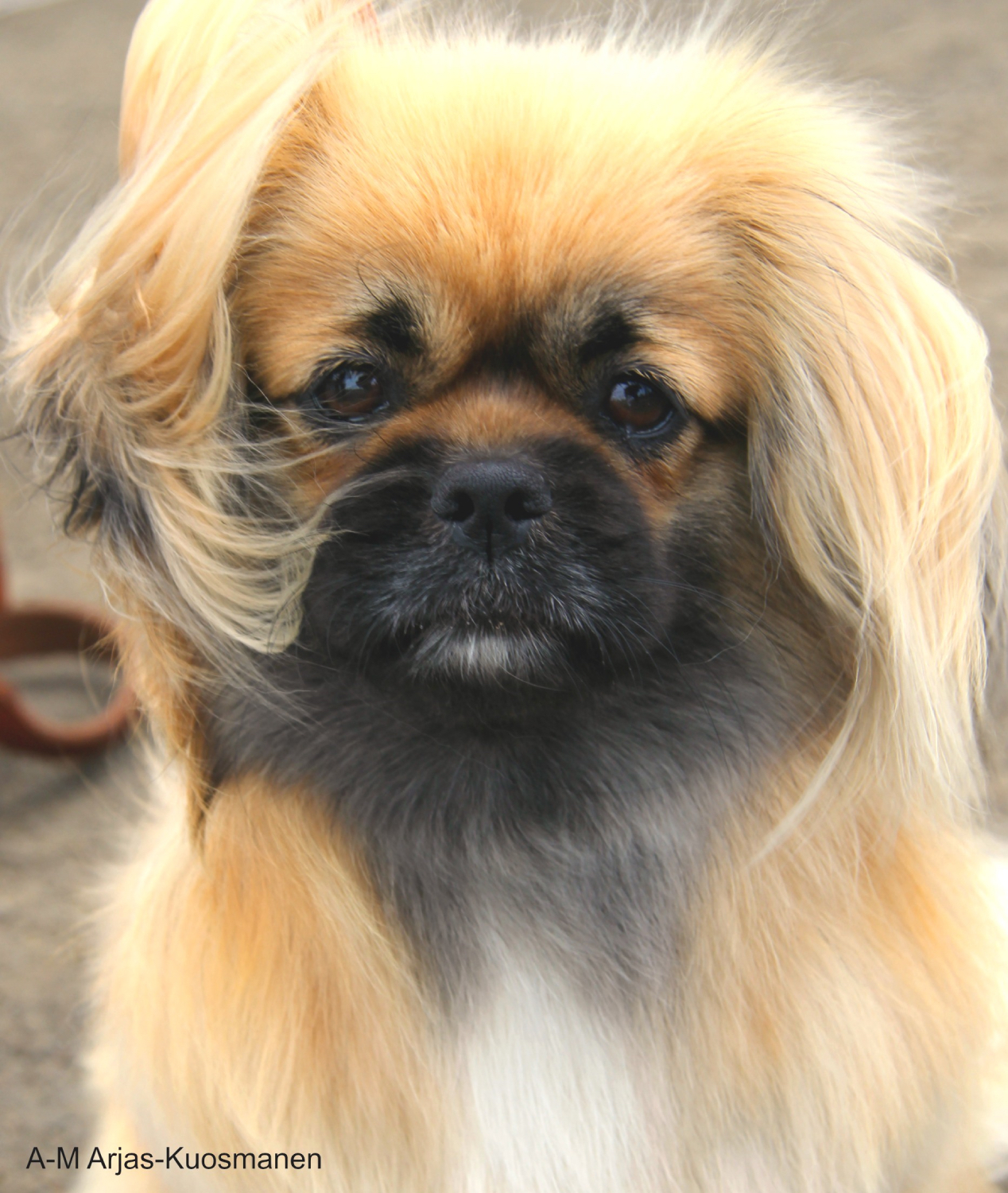 A tibetian spaniel called Hertta is looking at the camera